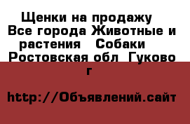 Щенки на продажу - Все города Животные и растения » Собаки   . Ростовская обл.,Гуково г.